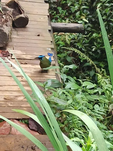 Granja Homestay Medellin Lodge